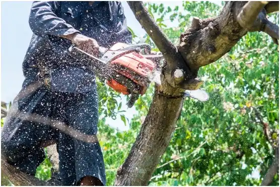 tree services Avondale